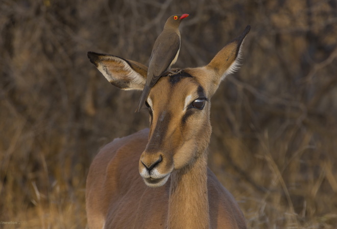 Impala, Red-billed Oxpecker, Kruger National Park, South Africa