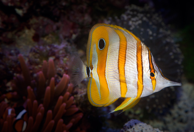 ,  ,  , , Copperband Butterflyfish