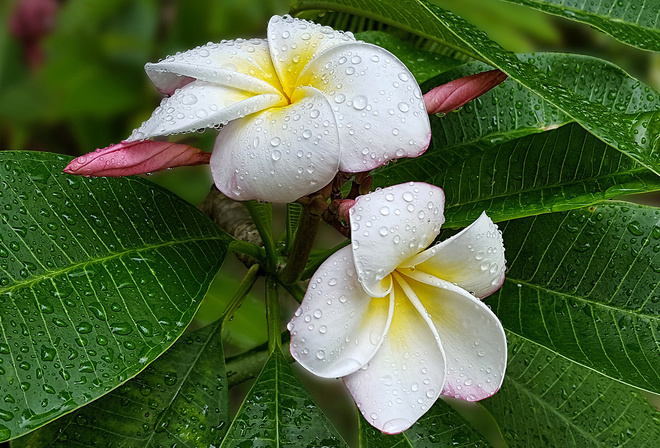 , , , plumeria, , 