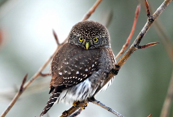 nature, bird, owl