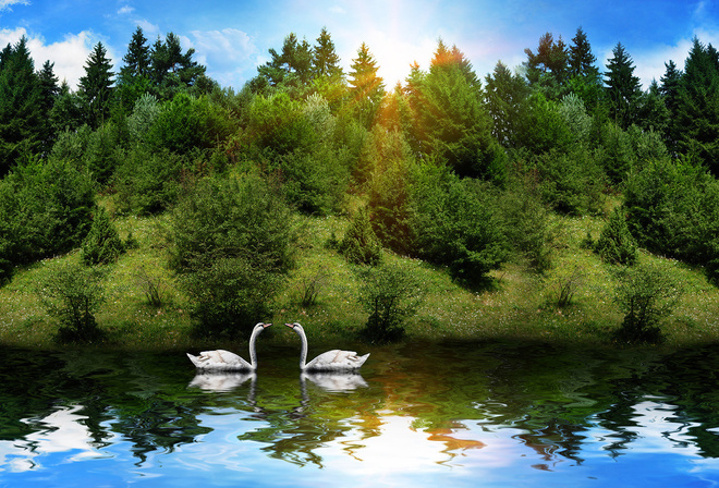 sunrise, lake, water, swan, tree, sky, clouds