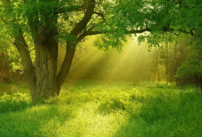 golden, sunray, forest, tree, green