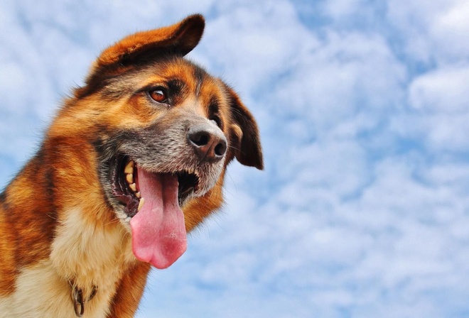 dog, German shepherd, sky, clouds