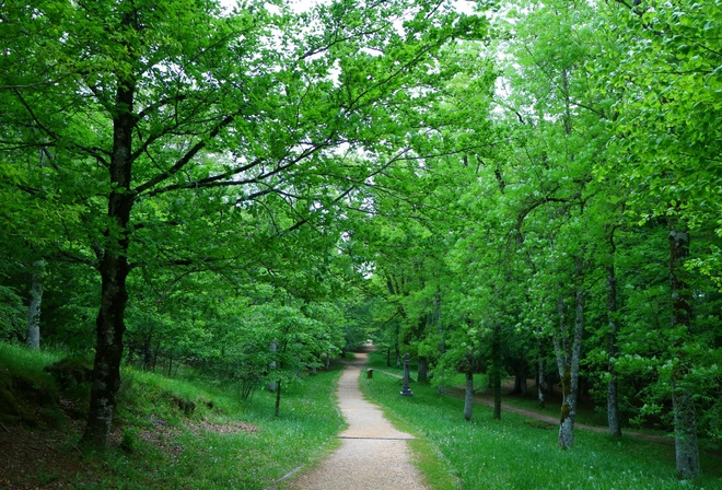 path, green, tree, grass