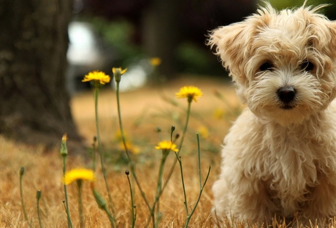 havanese, silk, dog, cub