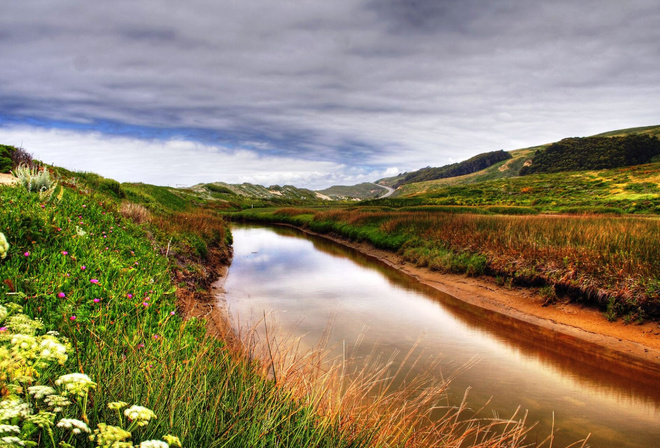 flower, river, grass, fields