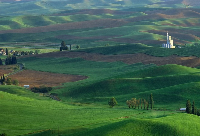 fields, grass, tree, green