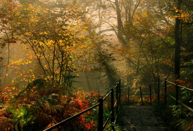 england, parks, tree, bridge