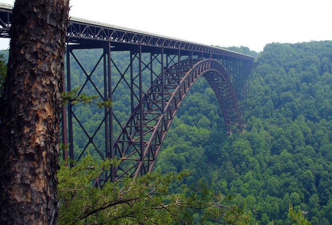 tall, bridge, forest, nature