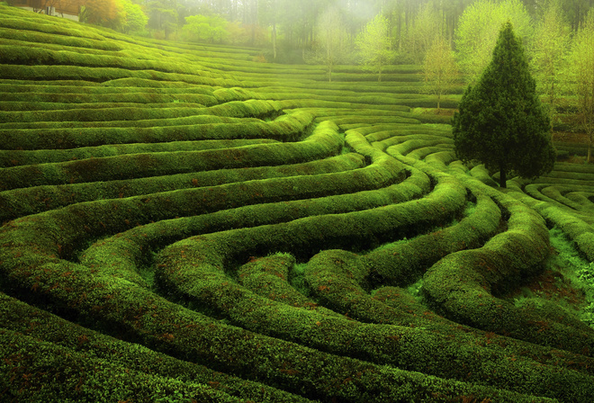 green, tea, fields, tree