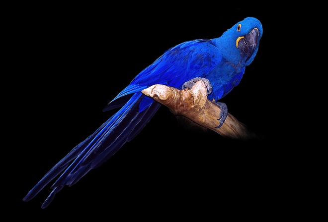 , , , , , Hyacinth Macaw, 