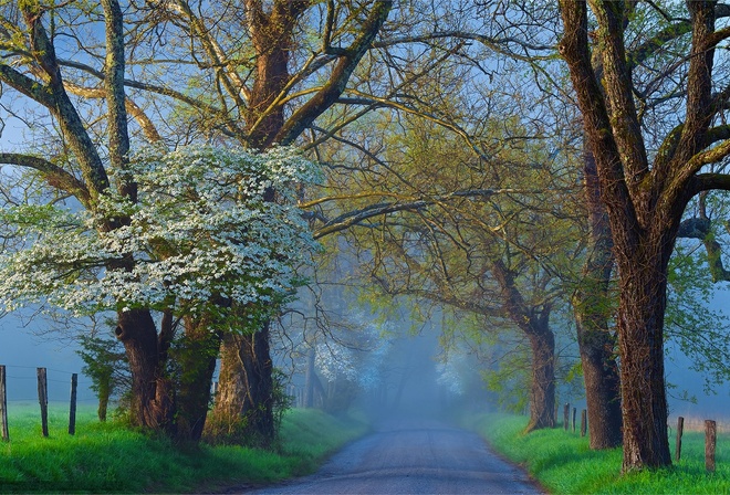 fog, road, tree, morning