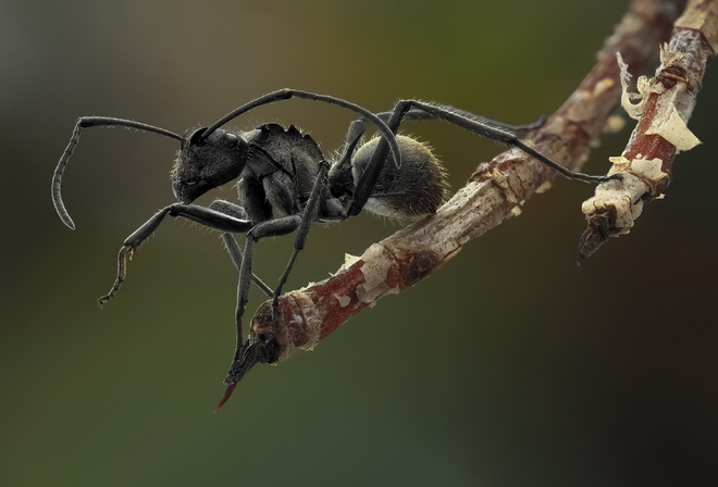 ant, macro, branch, animals