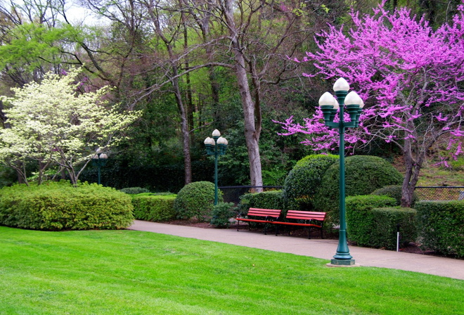 garden, flower, grass, tree, bench