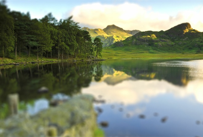 lake, reflextion, tree, water, grass