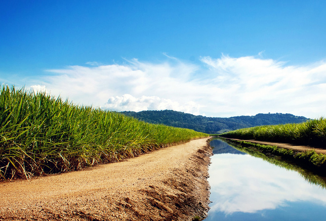 sugarcane, fields, water, grass