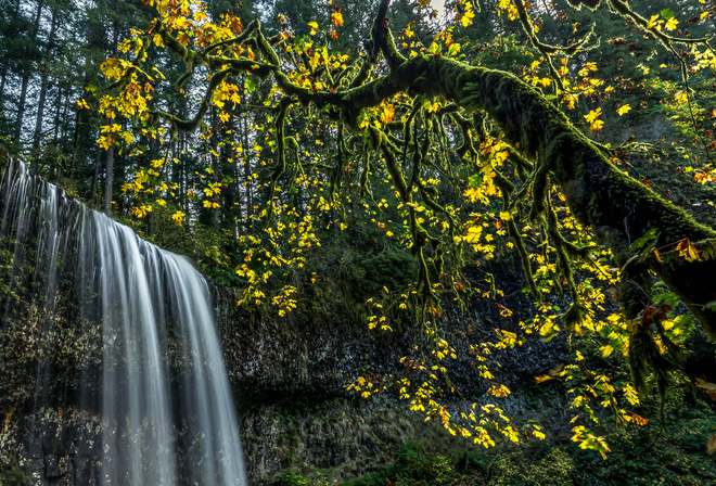 , , , , , , Silver Falls State Park, 