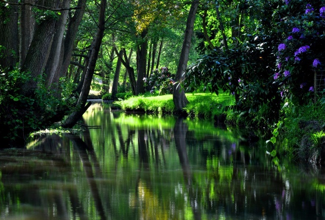 river, forest, tree, green