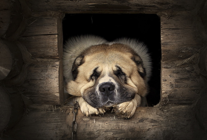 dog, cute, dream, house