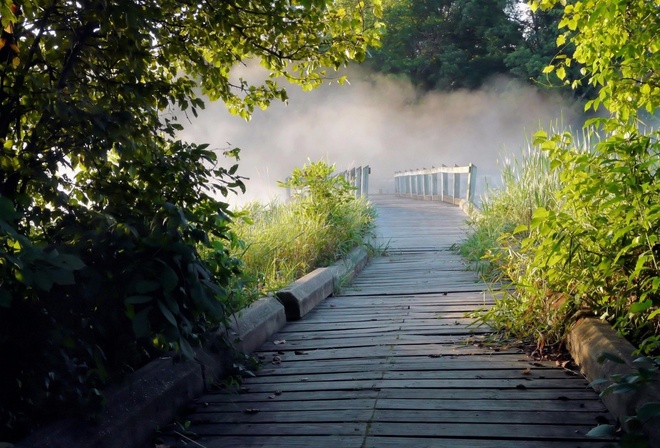 bridge, wood, tree, fog