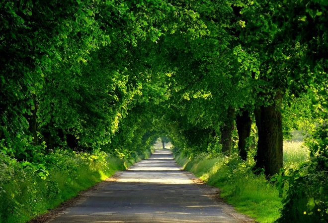 green, road, tree, path