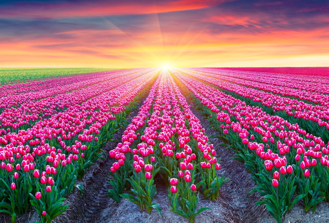 tulips, sunrise, sunshine, plants, sky, clouds