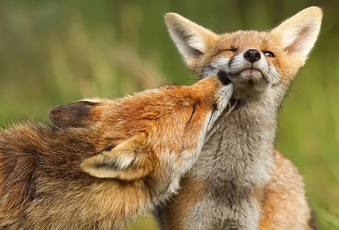 red, caresses, wild, forest fox