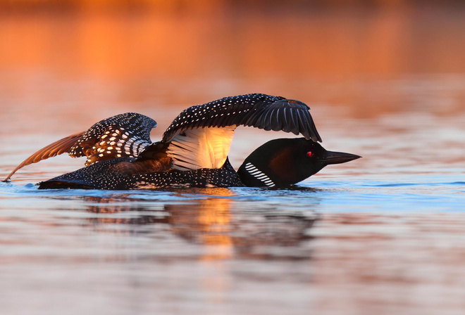 , , Great northern loon, 