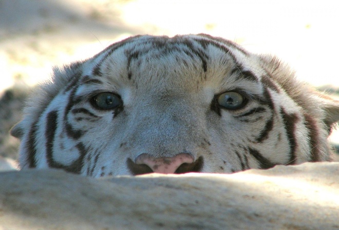 tiger, face, wild, eyes