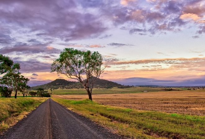 purple, path, tree, fields