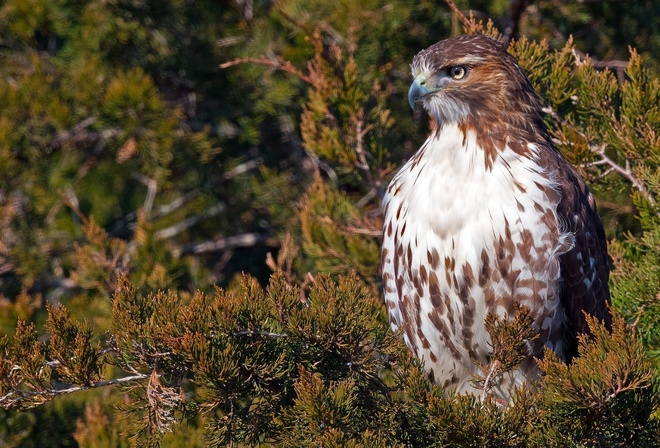 , , Red-tailed, hawk, 