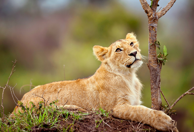 cub, lion, tree, hunting