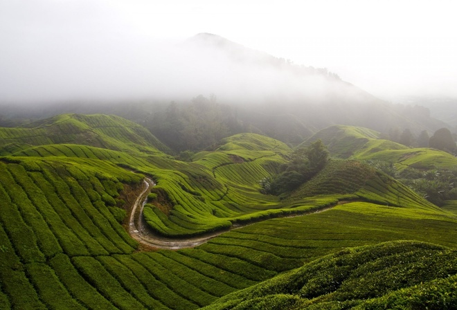 fog, hills, mountains, grass