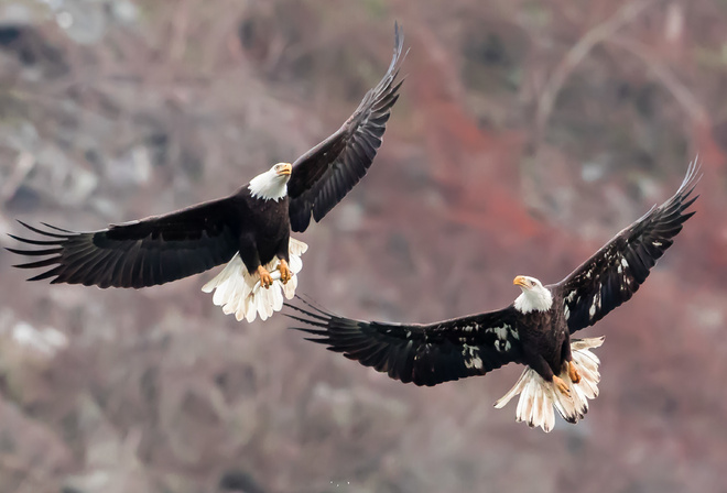 Bald Eagles, , , 