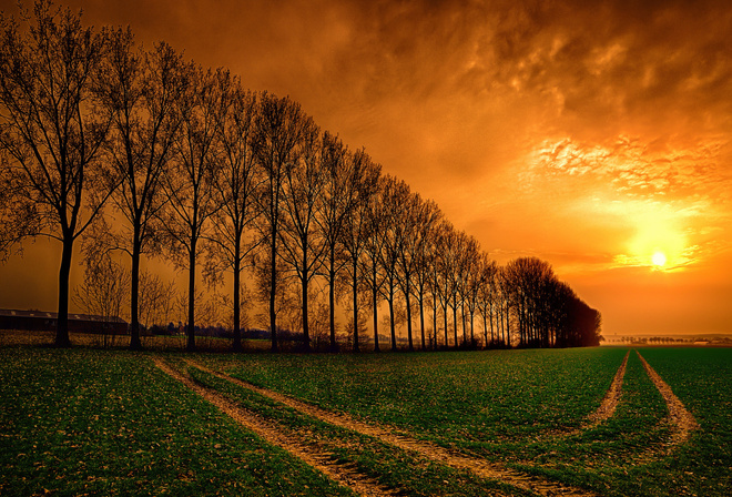 sunset, field, trees, sky