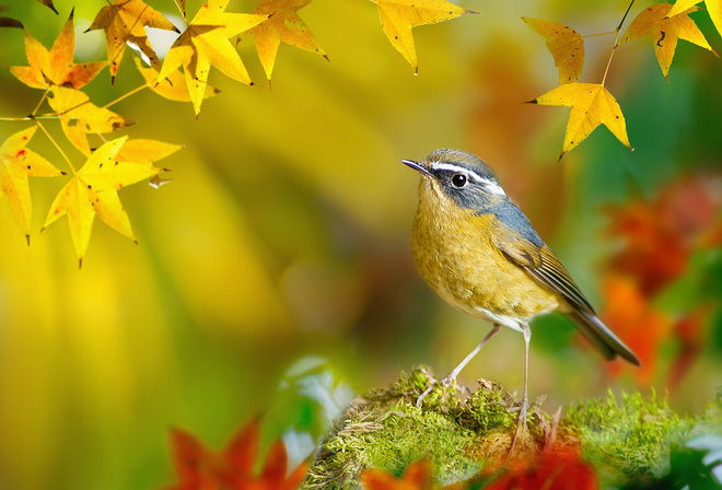  , , , White-browed Bush-Robin, , FuYi Chen, , 