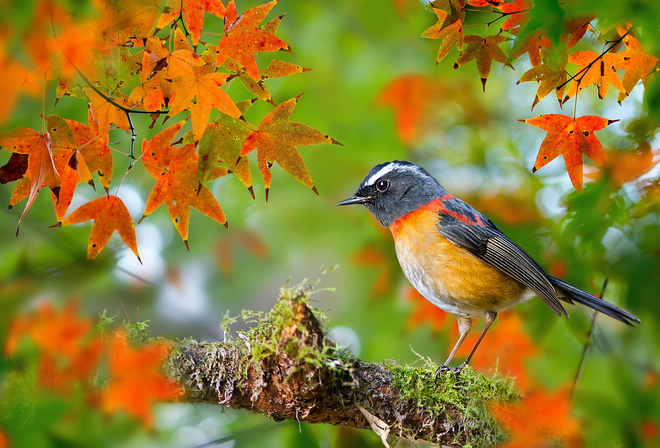  , , , Collared Bush-Robin, , FuYi Chen, , , 