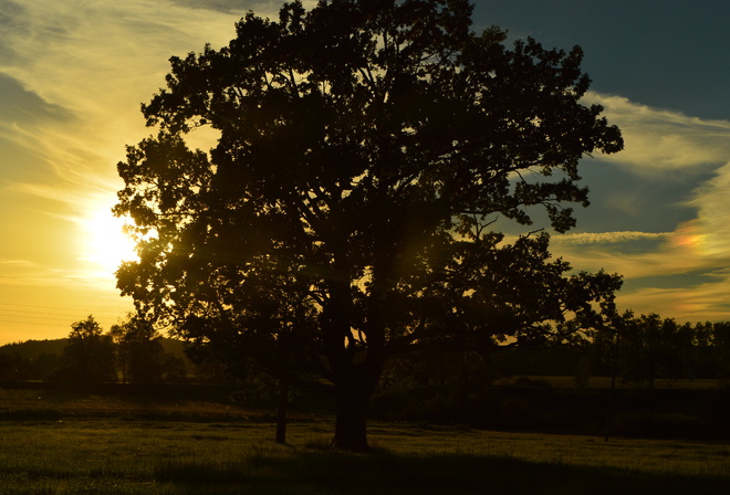 sunset, oak