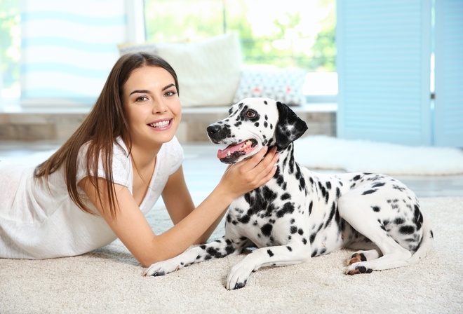 , , , , dalmatian, dog