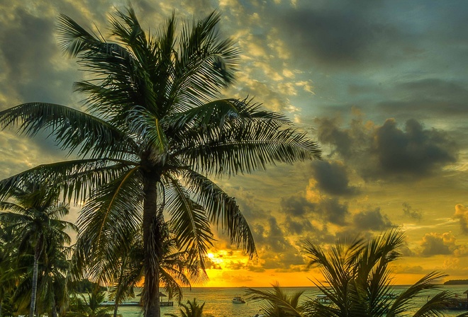 Обои лето море пальмы
