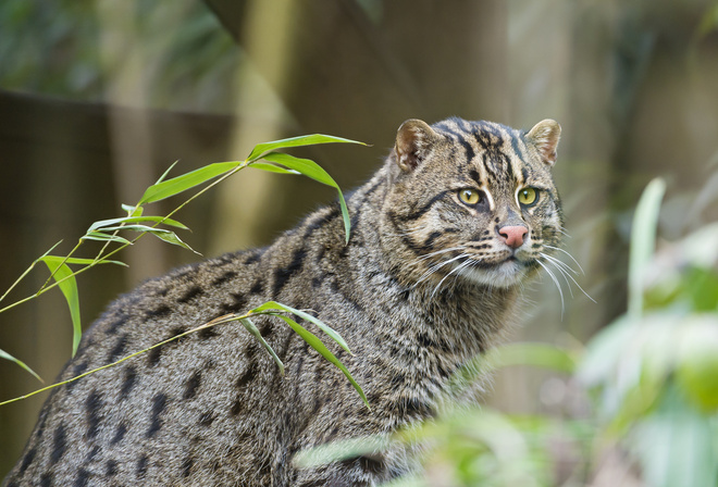 , fishing cat, ctambako the jaguar,  , , 