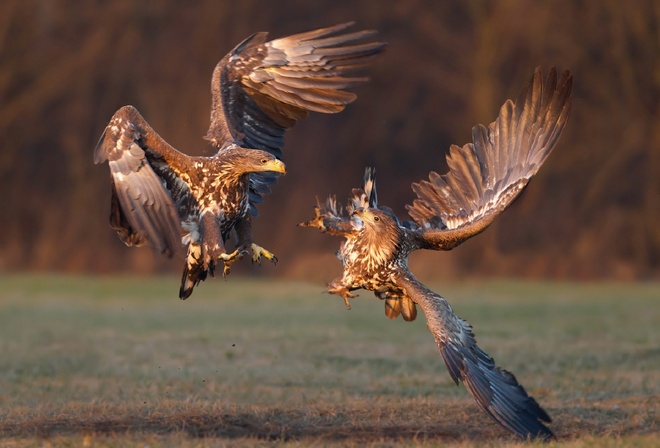   , white-tailed eagle, -,  