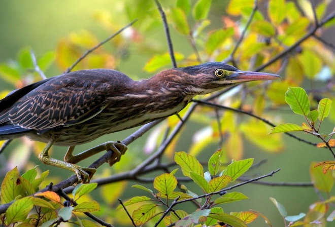 Green Heron, , 