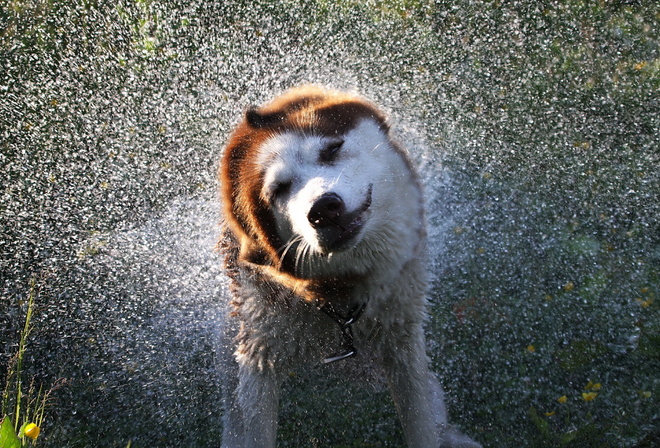 squirt, dog, water