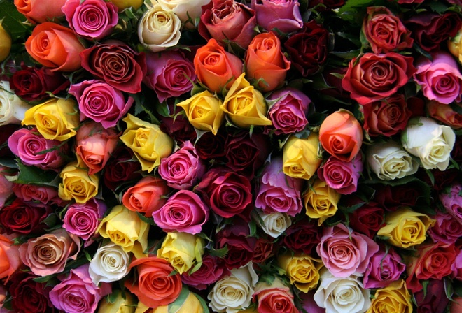 beautiful, buds, roses, flowers, flower