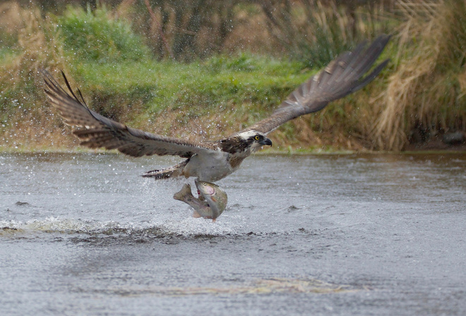 take-off, the rise, osprey, predator, squirt, fish, bird, catch