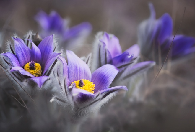  , , cretan crocus,  