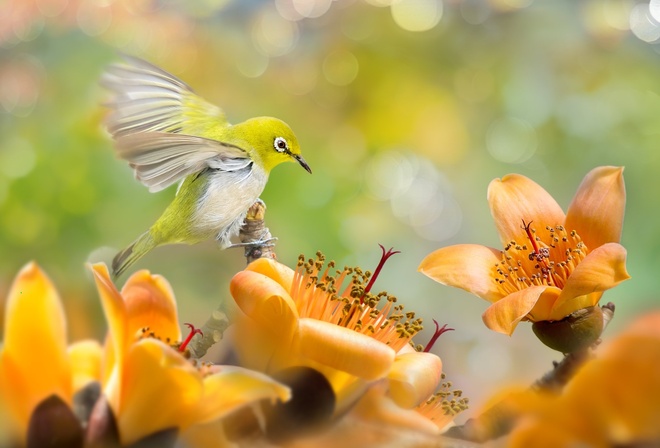 , , , , ,  , silvereye