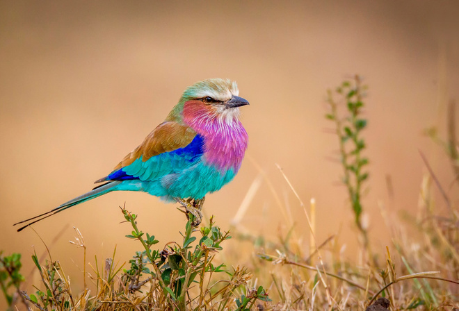 Flying rainbow, , 