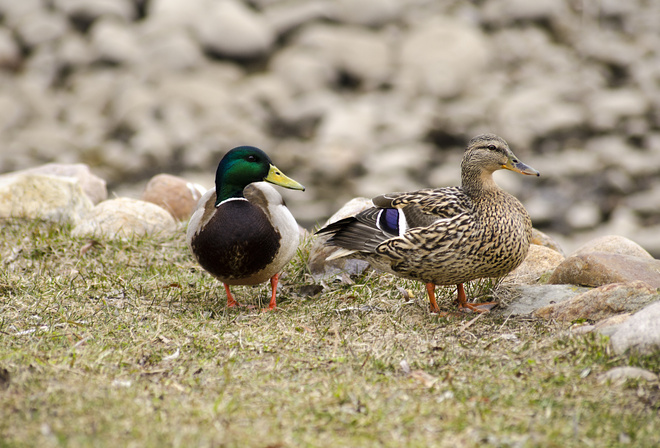 AristovArt, , , landscape, nature, animal, wildlife, duck